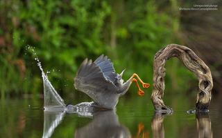  — © © Vittorio Ricci / Comedy Wildlife