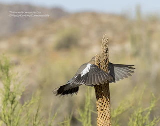  — © © Wendy Kaveney / Comedy Wildlife