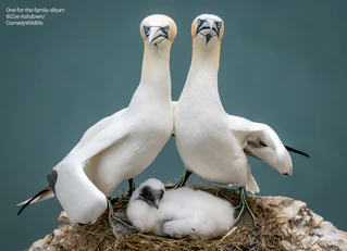 — © © Zoe Ashdown / Comedy Wildlife