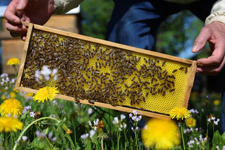 Noch sind die bayrischen Bienen auf der sicheren Seite. Experten rechnen aber damit, dass sie bald von einer neuen Milbe befallen werden. (Archivbild) — © Karl-Josef Hildenbrand/dpa
