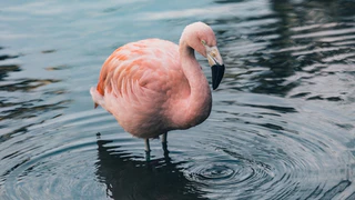 Beitragsbild: Rosaflamingos Hellabrunn — © Bild: Unsplash
