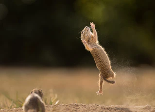 Comedy Wildlife Photography Awards — © Bild: Comedy Wildlife Photography Awards / Timea Ambrus