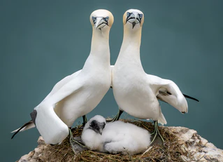 Comedy Wildlife Photography Awards — © Bild: Comedy Wildlife Photography Awards / Zoe Ashdown