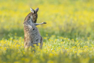 Comedy Wildlife Photography Awards — © Bild: Comedy Wildlife Photography Awards / Jason Moore