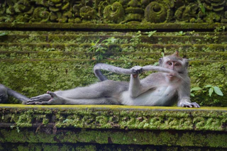 Comedy Wildlife Photography Awards — © Bild: Comedy Wildlife Photography Awards / Delphine Casimir