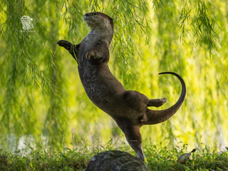 Comedy Wildlife Photography Awards — © Bild: Comedy Wildlife Photography Awards / Kwek