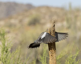 Comedy Wildlife Photography Awards — © Bild: Comedy Wildlife Photography Awards / Wendy Kaveney