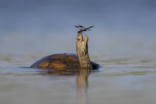 Comedy Wildlife Photography Awards — © Bild: Comedy Wildlife Photography Awards / Tzahi Finkelstein