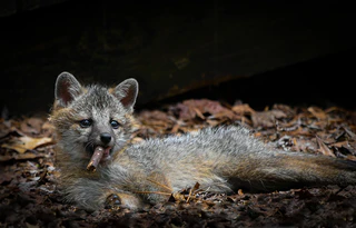 Comedy Wildlife Photography Awards — © Bild: Comedy Wildlife Photography Awards / Dakota Vaccaro