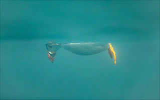 Comedy Wildlife Photography Awards — © Bild: Comedy Wildlife Photography Awards / Brian Matthews