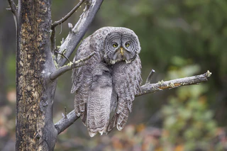Comedy Wildlife Photography Awards — © Bild: Comedy Wildlife Photography Awards / John Blumenkamp