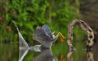 Comedy Wildlife Photography Awards — © Bild: Comedy Wildlife Photography Awards / Vittorio Ricci