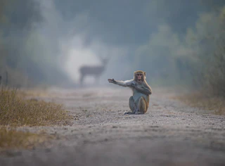 Comedy Wildlife Bild — © Bild: Comedy Wildlife Photography Awards / Patrick Mondal