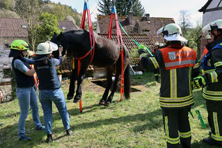 Ein Pferd ist aus einer schmalen Grube gerettet worden. (Handout) — © Ralf Hettler/dpa