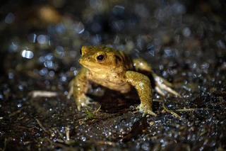 Ehrenamtliche Helfer bringen Frösche und Lurche über die Straße. (Symbolbild) — © Pia Bayer/dpa