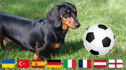 Dackel Ludwig — © Bild: IStock / eigene Darstellung