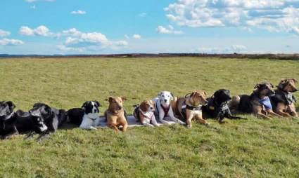  — © Bilder: Hundefreunde Eggenfelden