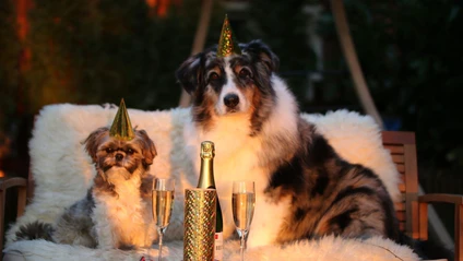 Silvester Hund Haustier Neujahr — © markito auf Pixabay