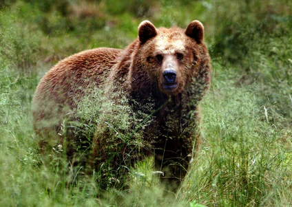 Vermutlich ein Bär hat laut Behörden zwei Esel in Österreich gerissen. (Symbolbild) — © Horst Ossinger/dpa/dpa-tmn