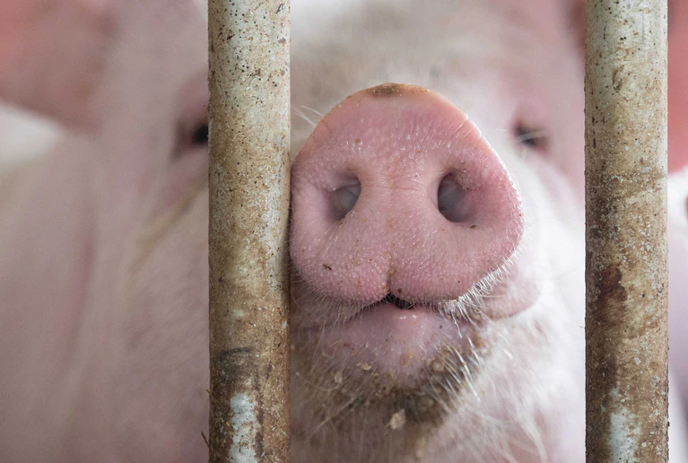 In Bayern gibt es etwas mehr Schweine - obwohl die Zahl der Betriebe, die Schweine halten, gesunken ist. (Symbolbild) — © Marijan Murat/dpa