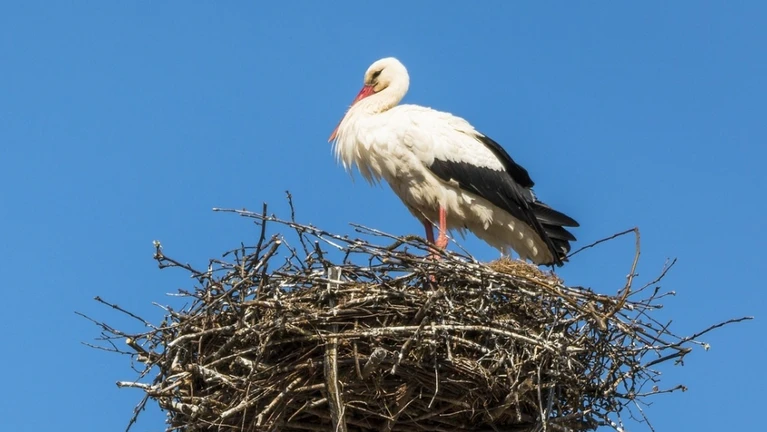 Störche Storch Storchennest — © M auf Pixabay
