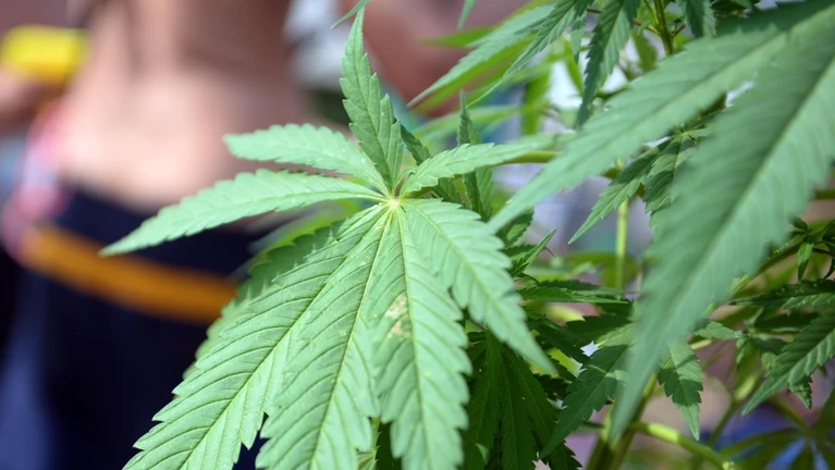 Cannabis, Hanf, Imbiss — © Cannabispflanze. Foto: Britta Pedersen/Archiv