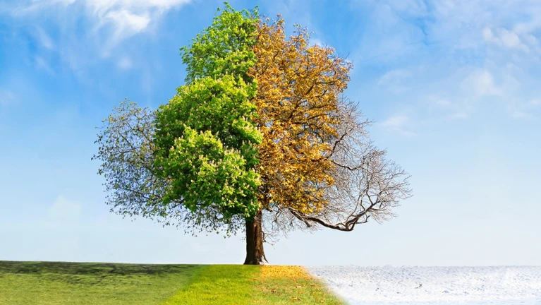 Frühling Sommer Herbst Winter Jahreszeit Jahreszeiten Wetterwechsel Wetter Baum — © Lena_Zajchikova / iStock
