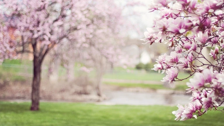 Frühling Kirschblüten — © Jill Wellington auf Pixabay