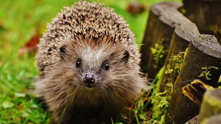 Igel — © Bild von Here and now, unfortunately, ends my journey on Pixabay auf Pixabay