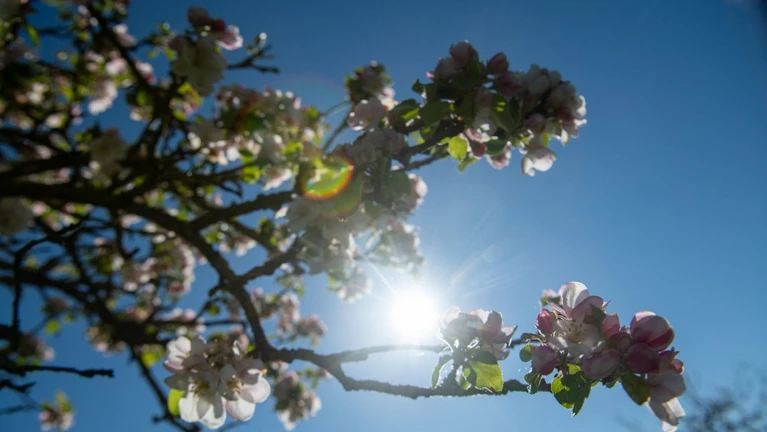 Die Sonne kommt vor blauem Himmel hinter Apfelblüten hervor. — © Stefan Puchner//dpa