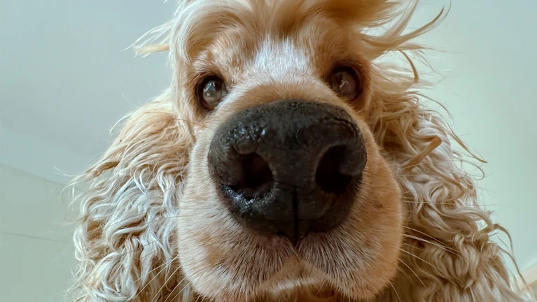  — © Bild: Lock Liu / Comedy Pets