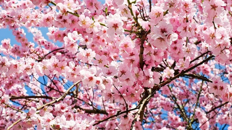 Kirschblüten, Baum, Frühling — © Bild: Couleur / Pixabay