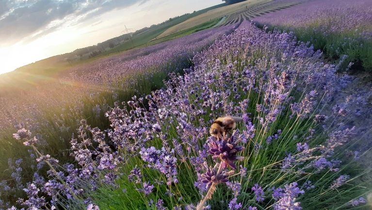 Lavendelfeld Lavendel Dorfen — © © Adlstrass Brieferl