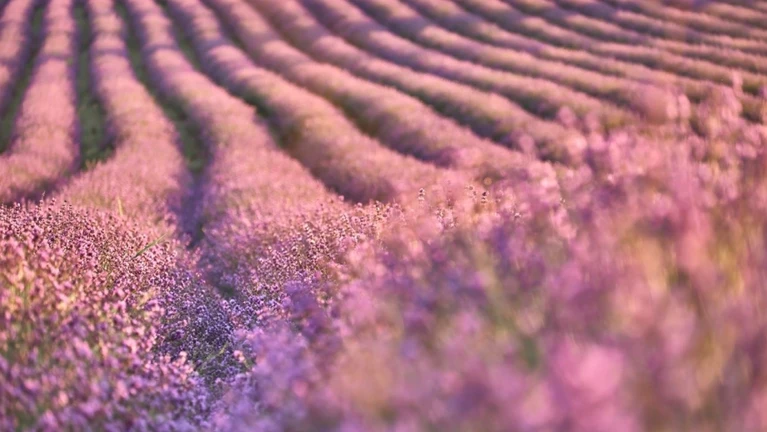 Lavendelfeld Lavendel Dorfen — © © Adlstrass Brieferl