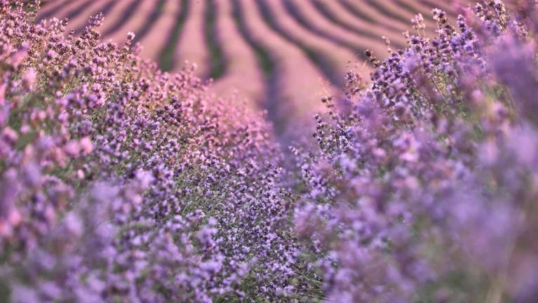 Lavendelfeld Lavendel Dorfen — © © Adlstrass Brieferl