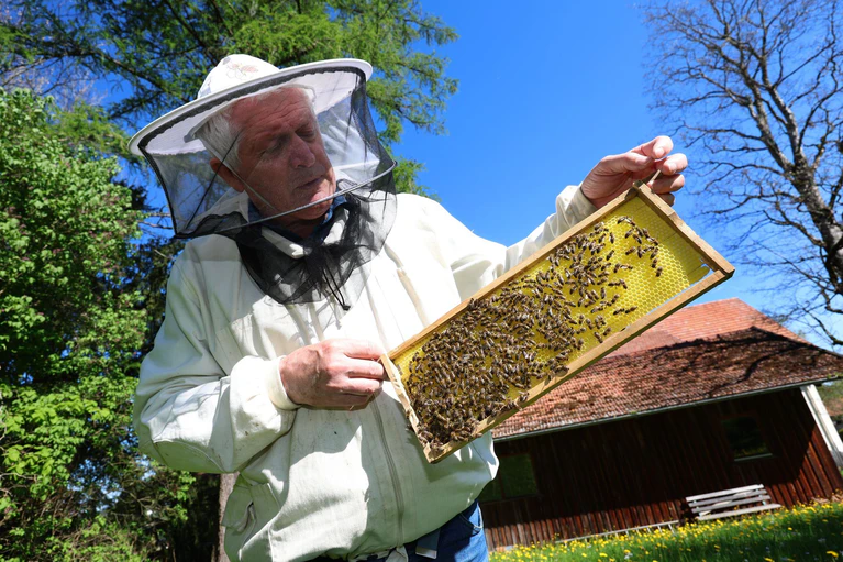 Imker Simon Nuschele hält nahe der Erlebnisimkerei in Seeg im Ostallgäu eine Halbwabe, auf der Bienen sitzen.  — © Karl-Josef Hildenbrand/dpa