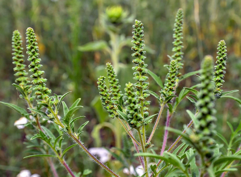 Die Ambrosia-Pollen können starke allergische Reaktionen auslösen. — © Patrick Pleul/dpa-Zentralbild/dpa