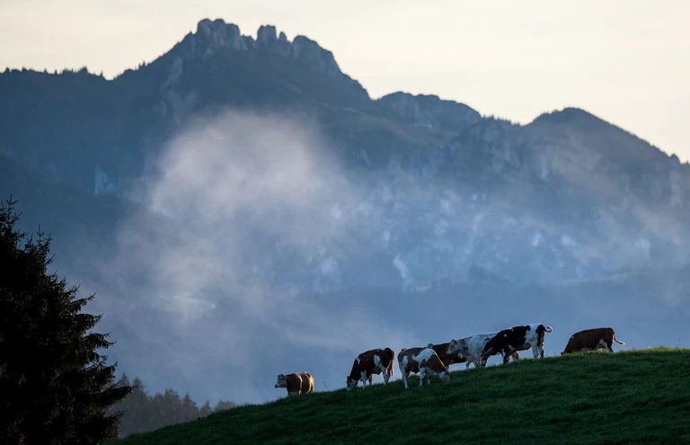 Die Kinder verliefen sich an der Hochplatte. (Symbolbild) — © picture alliance / dpa