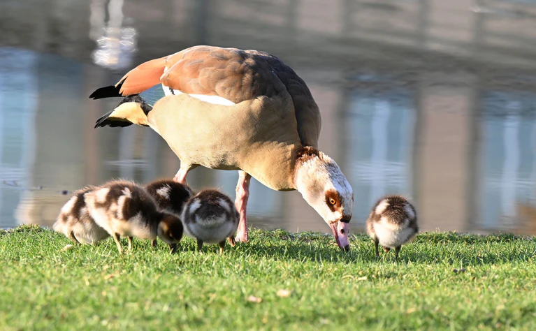 Nilgänse sollte man nicht füttern, fordert ein Experte. — © Bernd Weißbrod/dpa