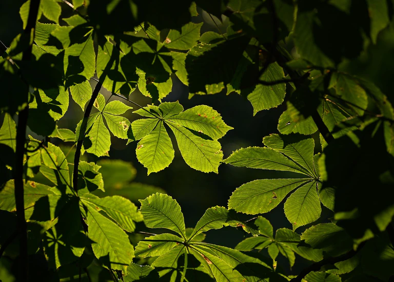 Kastanienbäume haben meist große Kronen, die viel Schatten spenden. (Symbolbild) — © Patrick Pleul/dpa-Zentralbild/ZB