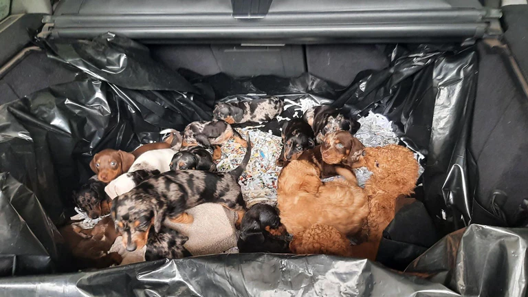 Der Fahrer wollte die Welpen nach eigenen Angaben nach Belgien bringen. — © Bundespolizei/dpa