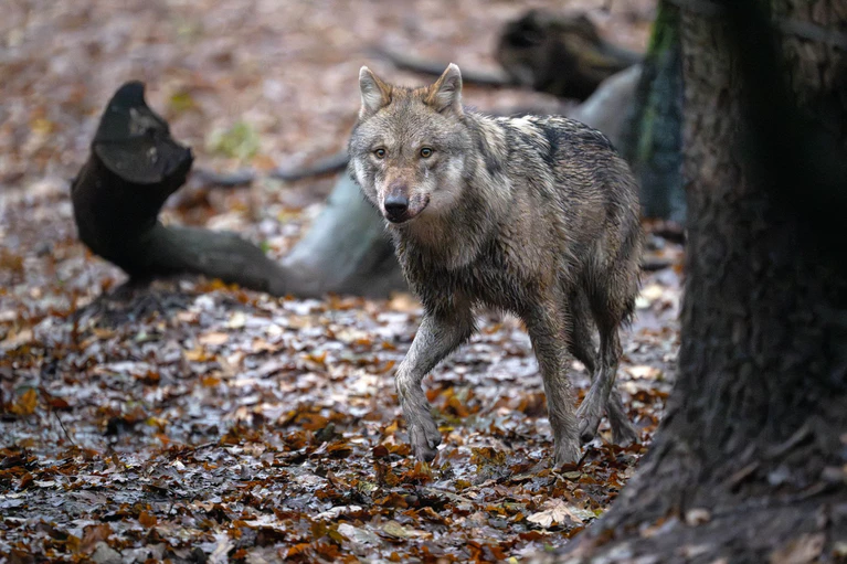 Der Wolf ist in Deutschland ein streng geschütztes Tier. (Symbolbild) — © Sina Schuldt/dpa