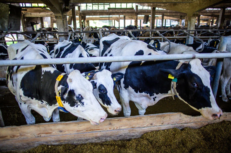 Kühen sei die Umstellung auf Winterzeit eigentlich egal, sagt der Bayerische Bauernverband. Sie bemerken sie nur dann, wenn sich dadurch die Melk- und Futterzeiten ändern. (Symbolbild) — © Jens Büttner/dpa