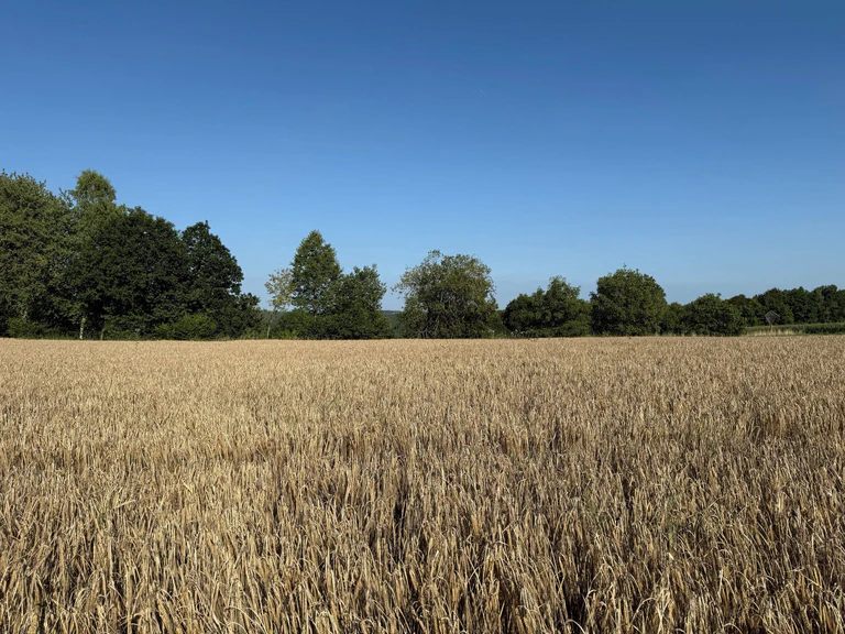In früheren Jahrzehnten wurde in Bayern deutlich mehr Sommergerste angebaut. — © dpa