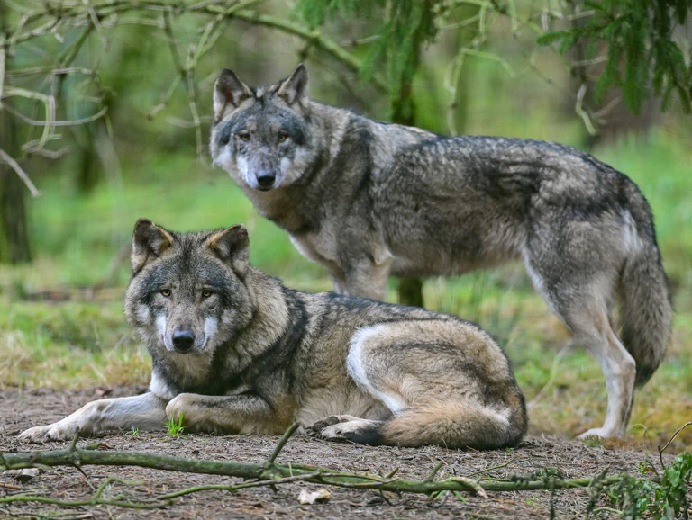 Wölfe - anfangs freuten sich viele Menschen in Deutschland über die Rückkehr der Tiere - inzwischen sind sie zu einem Politikum geworden. Mit der wachsenden Zahl von Wölfen ist auch eine wachsende Zahl an illegalen Tötungen zu verzeichnen. (Illustration)  — © Patrick Pleul/dpa
