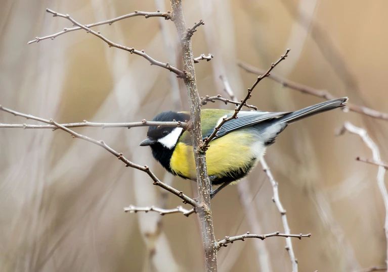 In Gärten und Parks lassen sich im Winter oft Kohlmeisen beobachten. (Symbolbild) — © Silas Stein/dpa