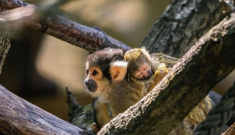 — © Bild: Tom Burger / Tiergarten Nürnberg