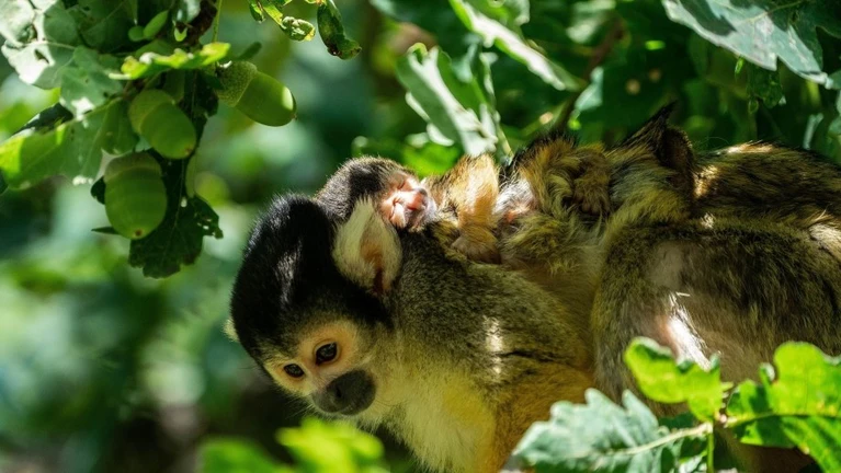 — © Bild: Tom Burger / Tiergarten Nürnberg