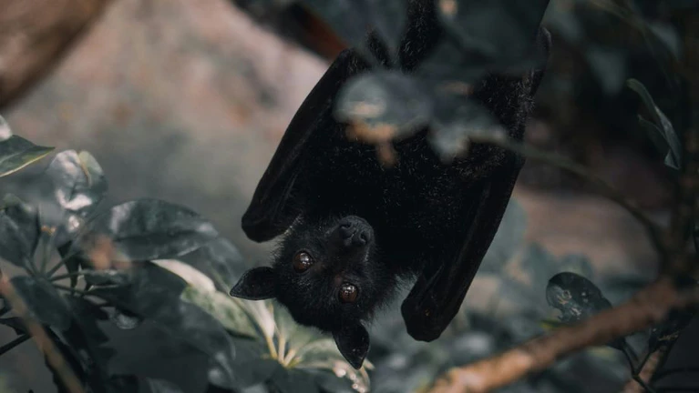 Fledermaus Fledermäuse — © José Ignacio García Zajaczkowski