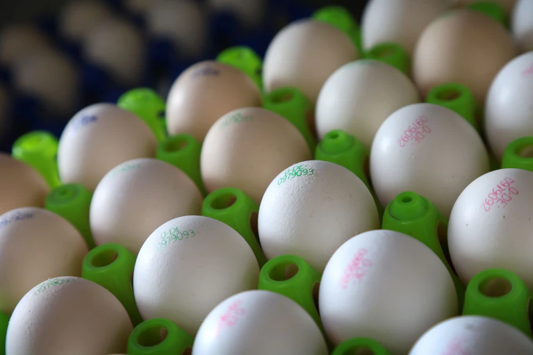 Bio-Eier sind besonders gefragt. (Symbolbild) — © Karl-Josef Hildenbrand/dpa